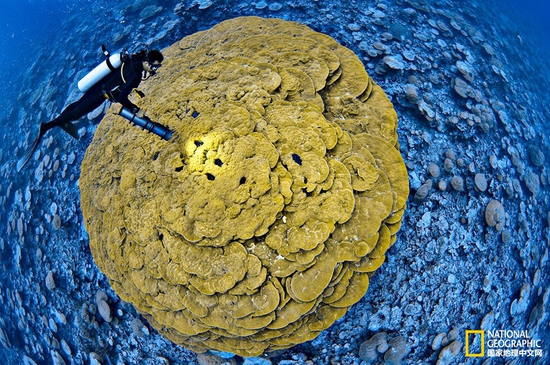 金曼礁國家紀(jì)念區(qū)，太平洋攝影：Brian Skerry，國家地理創(chuàng)意版