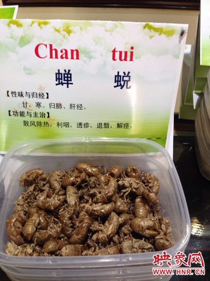 你可能沒想到，這個(gè)知了幼蟲退下的皮還是一味藥，對(duì)嗎？