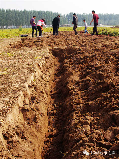 都說山藥埋得深，您還是眼見為實(shí)吧