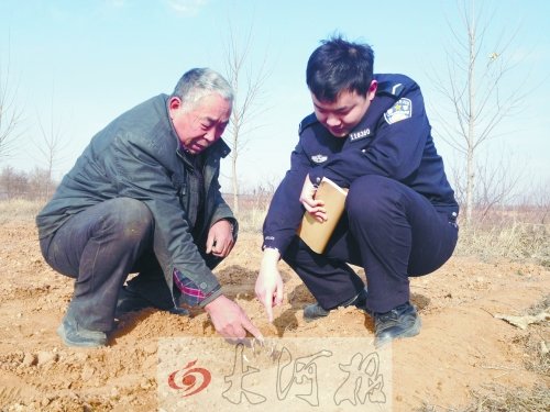 牡丹苗被盜之后，郭萬通又補(bǔ)種的牡丹苗已經(jīng)發(fā)芽