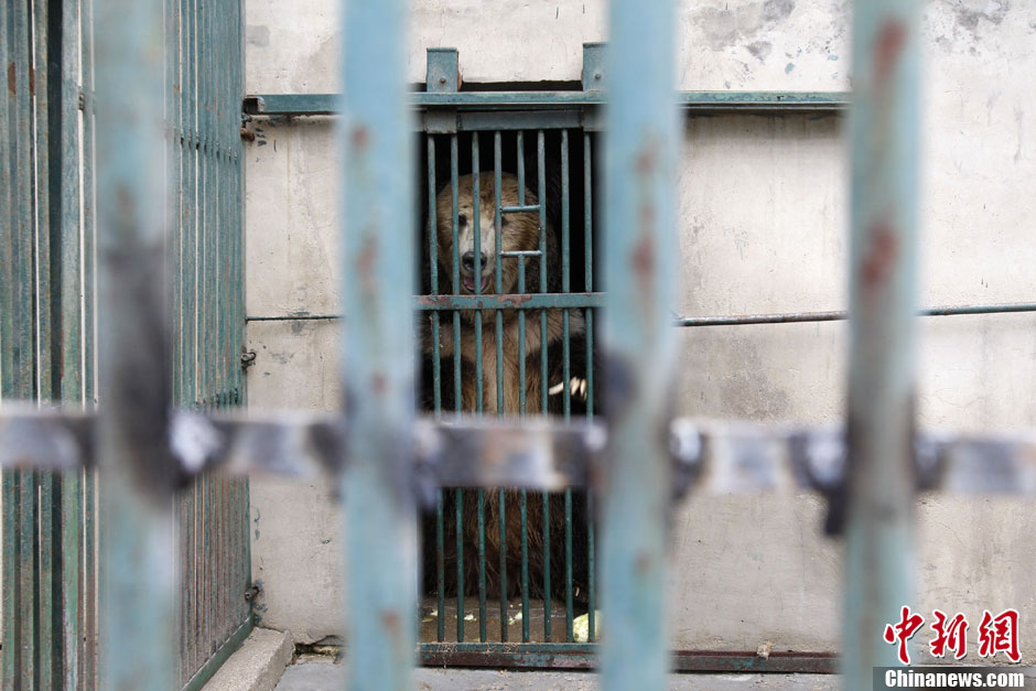 6月19日，河南鄭州，新密市動物園咬死飼養(yǎng)員的肇事棕熊被暫押在鄭州動物園內(nèi)，該熊“臥室”周圍被三重鋼
