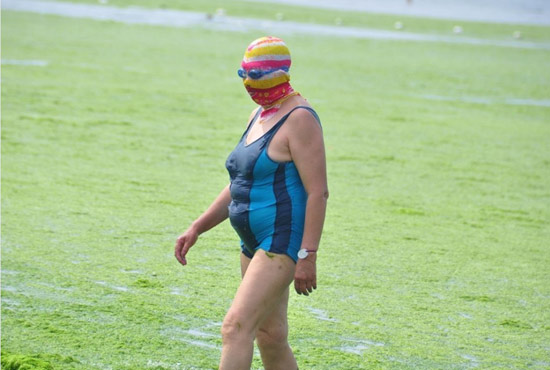 2013年7月3日，山東青島青島高溫來(lái)襲，“青島大媽”不懼滸苔，戴著“強(qiáng)盜面具”出現(xiàn)在海水浴場(chǎng)消暑降