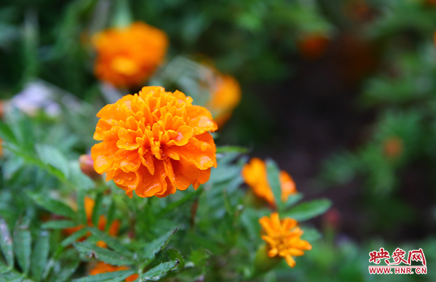 一場(chǎng)秋雨洗去花朵上多日來的塵埃，嬌艷欲滴。