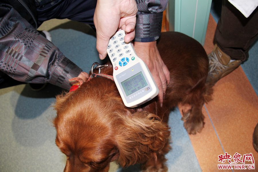 只要用儀器一掃，狗狗的信息就可以一覽無余