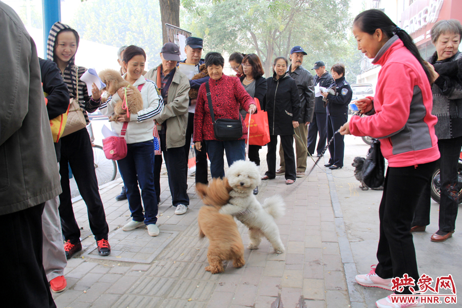 在辦狗證現(xiàn)場，兩只狗狗歡樂地在一起玩耍