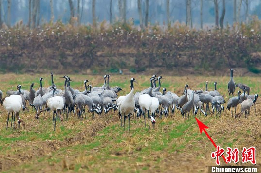 多種鶴類“集結(jié)”江蘇鹽城越冬 含罕見(jiàn)沙丘鶴 多種鶴類“集結(jié)”江蘇鹽城越冬 含罕見(jiàn)沙丘鶴
