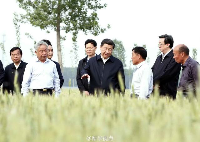 習(xí)近平走進(jìn)糧田,看麥穗灌漿,問農(nóng)田建設(shè)。