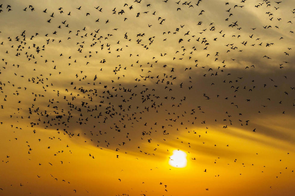 江蘇省連云港市贛榆區(qū)上空出現(xiàn)火燒云景觀，成群海鳥迎著霞光在天空中翩躚起舞，場(chǎng)面蔚為壯觀。
