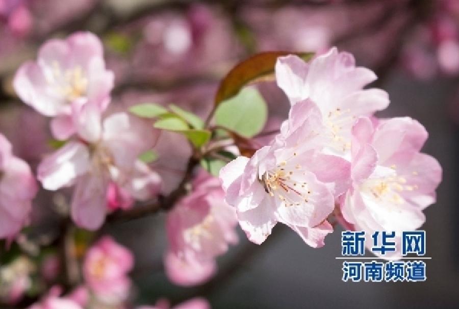 新鄭大滿園櫻花醉游人 市民學生流連忘返 新鄭大滿園櫻花醉游人 市民學生流連忘返