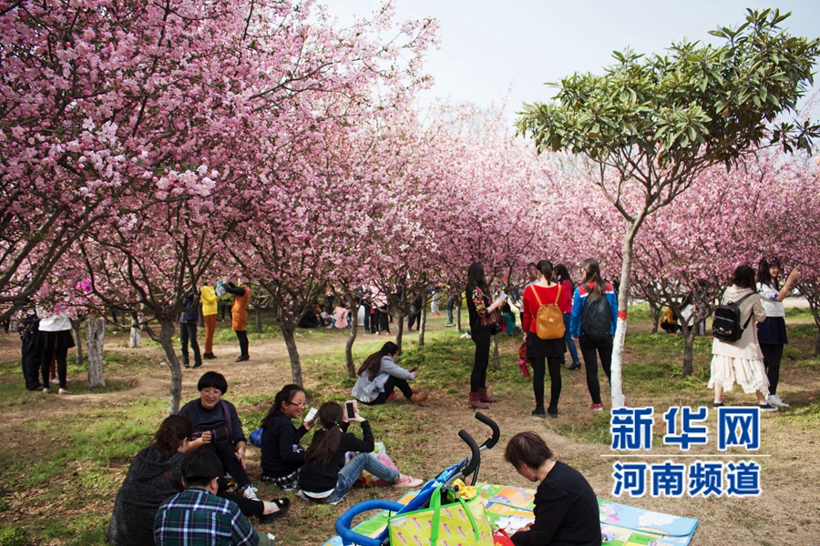 新鄭大滿園櫻花醉游人 市民學生流連忘返 新鄭大滿園櫻花醉游人 市民學生流連忘返