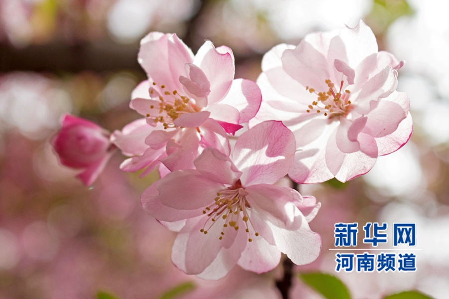 新鄭大滿園櫻花醉游人 市民學生流連忘返 新鄭大滿園櫻花醉游人 市民學生流連忘返