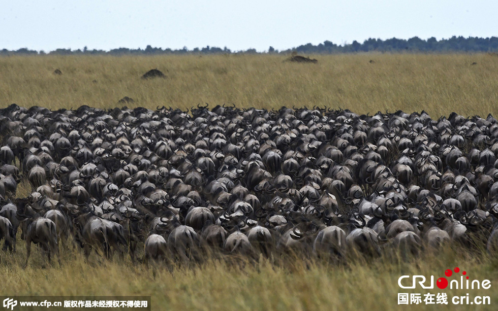 當?shù)貢r間2015年9月4日，肯尼亞馬賽馬拉，角馬大遷徙。