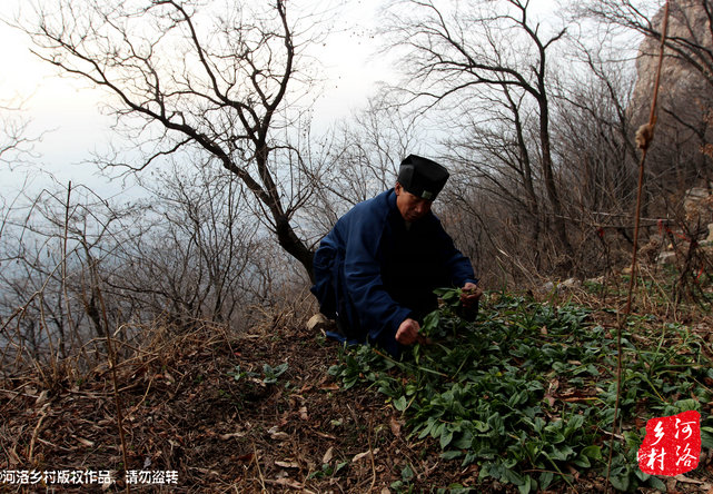 山上缺雨少水，不大的一方菜地。是他和另一個(gè)道友的菜地，老崔的蔬菜倒也擺弄的一片生機(jī)盎然。