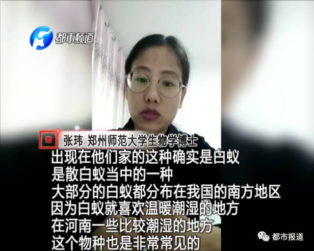 蟻族大軍入侵！十幾萬裝修的新家被“吃掉”