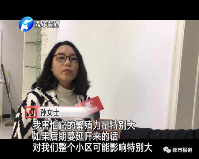 蟻族大軍入侵！十幾萬裝修的新家被“吃掉”