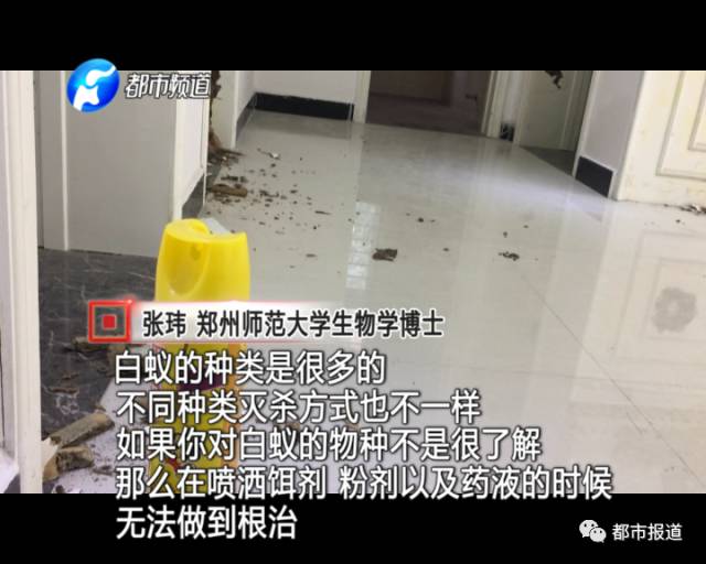 蟻族大軍入侵！十幾萬裝修的新家被“吃掉”