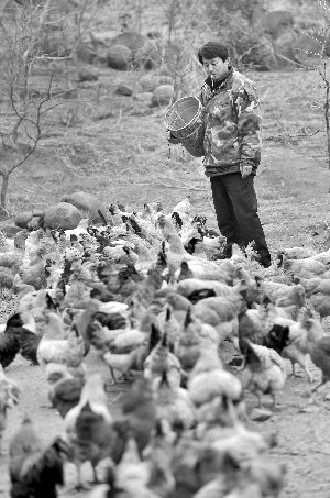林志坤辭職后在溧水一座山頭開了一片地，每天種菜、喂雞 現(xiàn)代快報記者 施向輝 攝