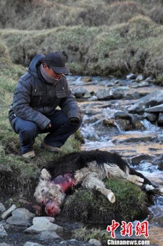 　今年，他家已經(jīng)有3只羊被狼咬死。確·胡熱攝