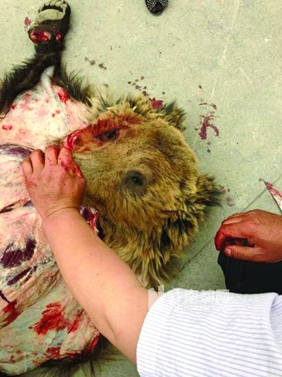 牧民捕獲棕熊送交警方后死亡并被剝皮(圖) 牧民捕獲棕熊送交警方后死亡并被剝皮(圖)