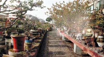 劉光嘉出示博物館內(nèi)部圖片中，擺放著各種盆景。