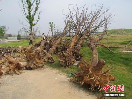 南京回應(yīng)青奧前突擊栽苗木死亡:成活率符合要求 南京回應(yīng)青奧前突擊栽苗木死亡:成活率符合要求