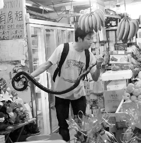 捕蛇專家張亮抓住眼鏡王蛇。信息時(shí)報(bào)記者 康健 翻拍