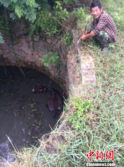 圖為大水牛掉進(jìn)13米深坑，民警消防灌水施救。