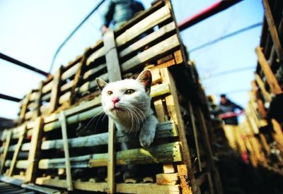 貨車上被販運的貓。 記者陳亮 攝