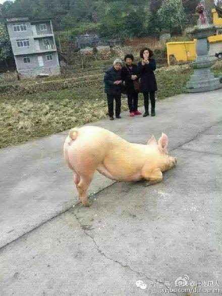 一頭豬跑到寺院跪拜引圍觀 警察點破稱實為有病 一頭豬跑到寺院跪拜引圍觀 警察點破稱實為有病