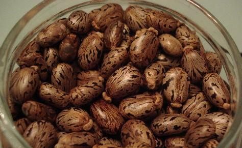 蓖麻子中含蓖麻毒蛋白及蓖麻堿，特別是前者，會引起中毒。網(wǎng)絡(luò)截圖