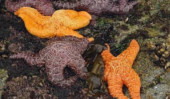 近2年來，估計(jì)有百萬只海星自殺（臺灣中時(shí)電子報(bào)）