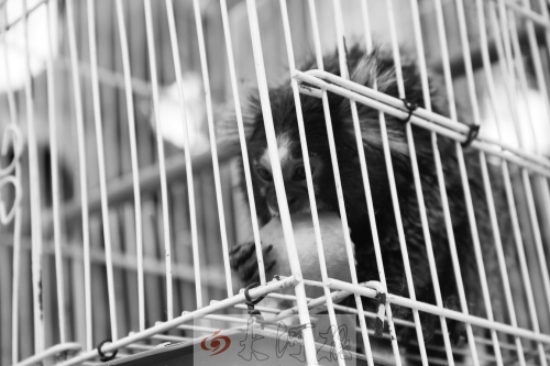 “不要盯著俺看，俺害羞……”（設(shè)計(jì)臺(tái)詞）