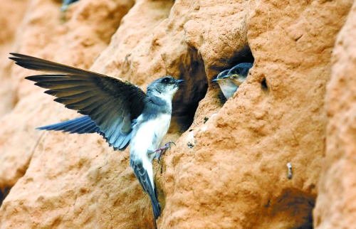 　曾經(jīng)，那些在工地上的巢穴待哺的小沙燕