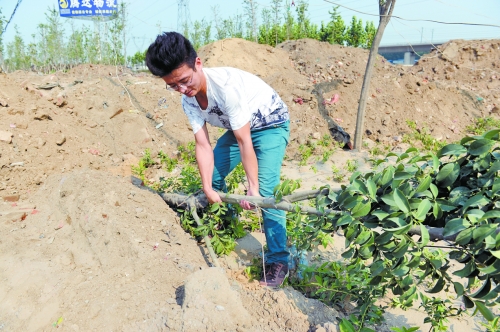 剛成活的樹被堆來(lái)的土埋了