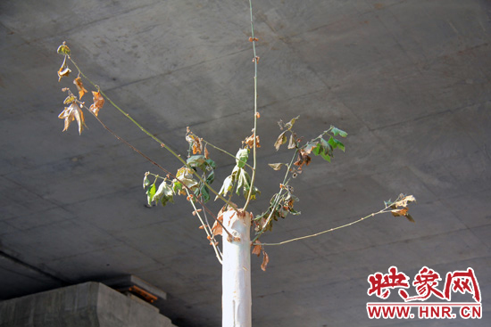 鄭州京沙快速路多數(shù)法桐干枯致死 鄭州京沙快速路多數(shù)法桐干枯致死
