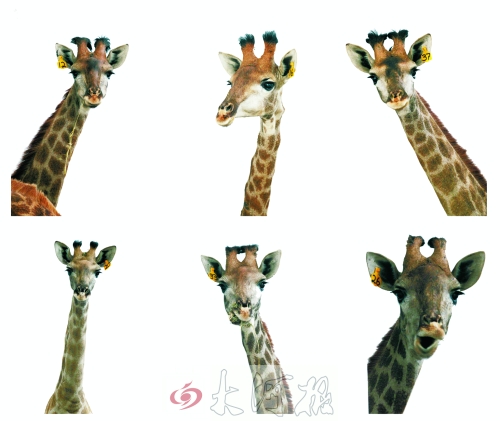 不是我們“高高在上”，只是個(gè)子太高就看看臉吧！