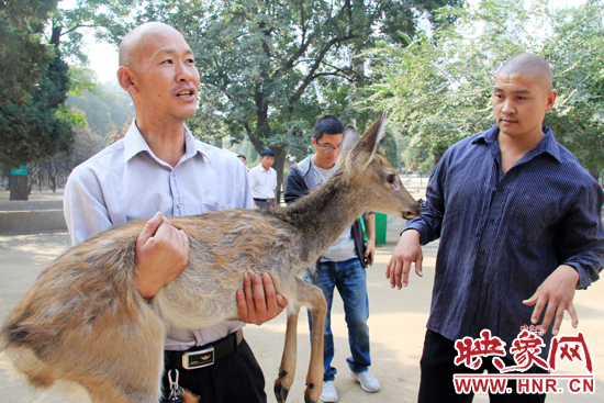 失主宋先生將“愛鹿”抱回家,并表示待小鹿傷情痊愈后,將其送到動物園,供市民觀賞。