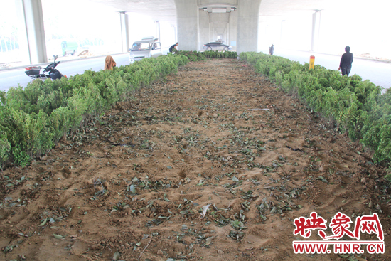 4月17日，當(dāng)記者經(jīng)過該路段時(shí)，發(fā)現(xiàn)那些“大葉女貞”并沒有繼續(xù)留在橋下生長，而是被悄悄移走了。