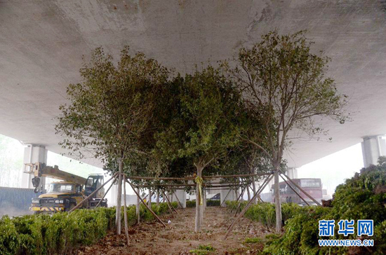 鄭州紫辰路與南三環(huán)交叉口向西，南三環(huán)快速路立交橋下，種植了40余棵大葉女貞，樹木已與立交橋底齊高。