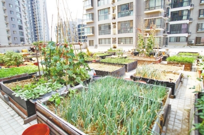  小區(qū)3層商鋪的樓頂是個(gè)大平臺，個(gè)人圍起來的“小菜園”約有50多個(gè)。