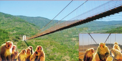 吊索橋效果圖(濟源當(dāng)?shù)靥峁? alt=