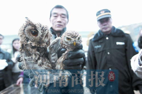 鄭州女子販鷹被查 舉報鄰居是“販鷹大戶”遭對方回?fù)? alt=