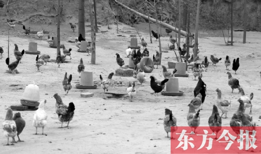 鄭州市郊縣一家散養(yǎng)雞基地的養(yǎng)殖現場