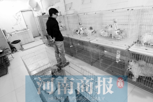 市民反映，淮河路“緣寵”寵物店曾出售疑似患病的狗