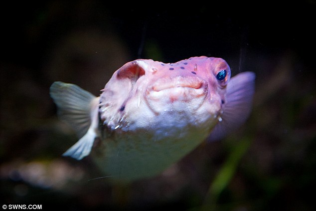 河豚接受眼球摘除術(shù) 河豚接受眼球摘除術(shù)