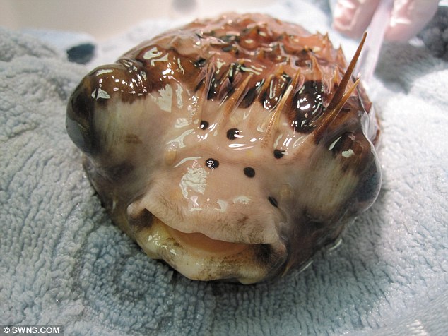 河豚接受眼球摘除術(shù) 河豚接受眼球摘除術(shù)