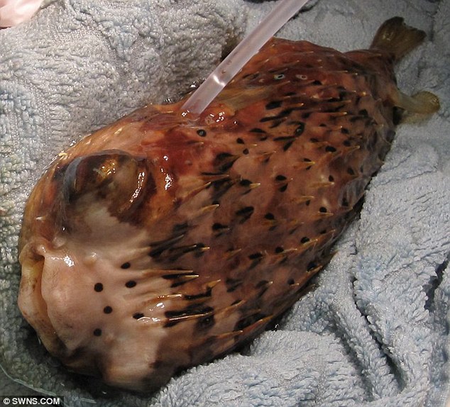 河豚接受眼球摘除術(shù) 河豚接受眼球摘除術(shù)