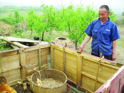 弟弟趙文富向記者介紹他們養(yǎng)雞的地方。