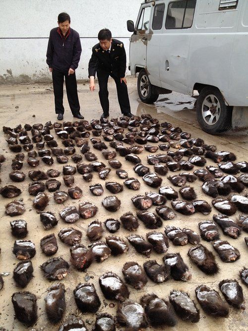 滿洲里海關(guān)破獲熊掌走私案 滿洲里海關(guān)破獲熊掌走私案