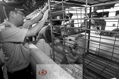 相關(guān)部門將加強(qiáng)管理，今年12月起烈性犬一律沒收。 （資料圖）